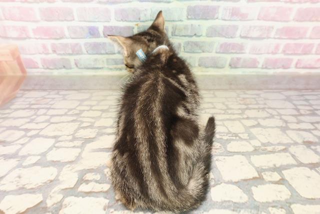 埼玉県のマンチカン (Coo&RIKU熊谷ニットーモール店/2025年8月7日生まれ/男の子/ブラウンタビー)の子猫の4枚目の画像