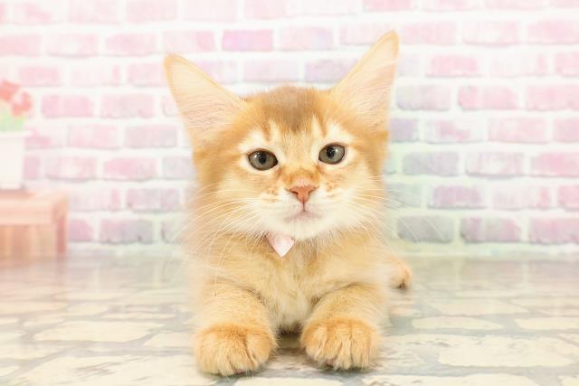 千葉県のソマリ (Coo&RIKU若葉都賀店/2025年8月10日生まれ/女の子/レッド)の子猫