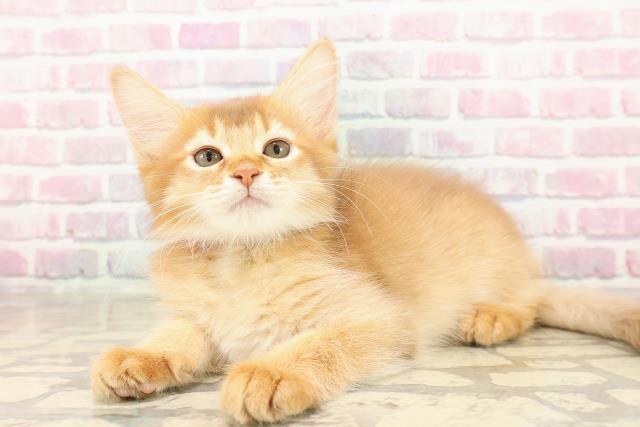 千葉県のソマリ (Coo&RIKU若葉都賀店/2025年8月10日生まれ/女の子/レッド)の子猫の2枚目の画像