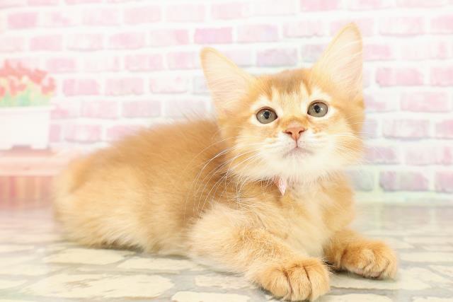 千葉県のソマリ (Coo&RIKU若葉都賀店/2025年8月10日生まれ/女の子/レッド)の子猫の3枚目の画像