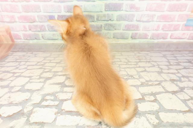 千葉県のソマリ (Coo&RIKU若葉都賀店/2025年8月10日生まれ/女の子/レッド)の子猫の4枚目の画像