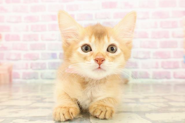 埼玉県のソマリ (Coo&RIKU熊谷ニットーモール店/2025年8月10日生まれ/女の子/レッド)の子猫の1枚目の画像
