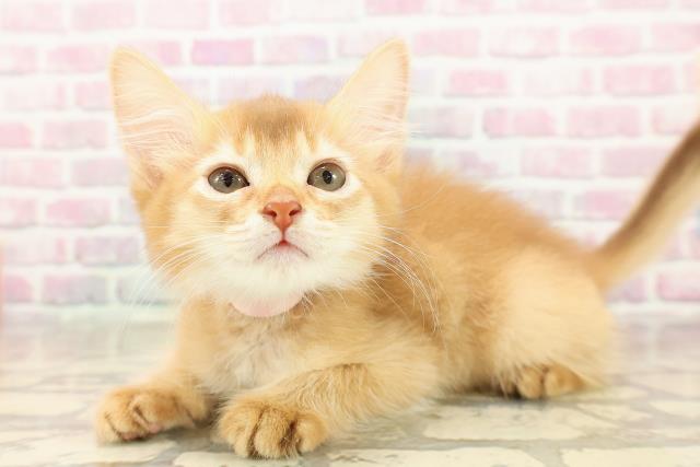 埼玉県のソマリ (Coo&RIKU熊谷ニットーモール店/2025年8月10日生まれ/女の子/レッド)の子猫の2枚目の画像