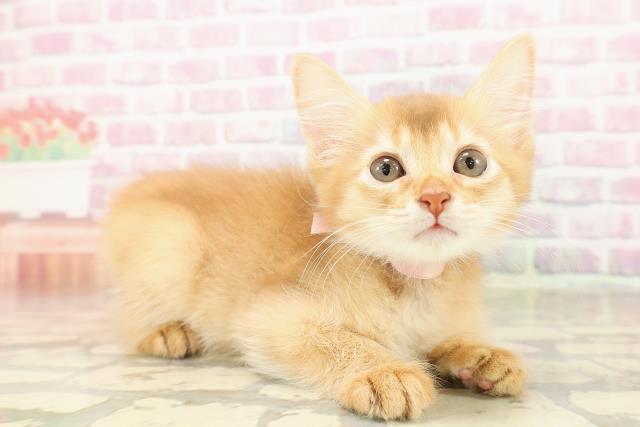 埼玉県のソマリ (Coo&RIKU熊谷ニットーモール店/2025年8月10日生まれ/女の子/レッド)の子猫の3枚目の画像