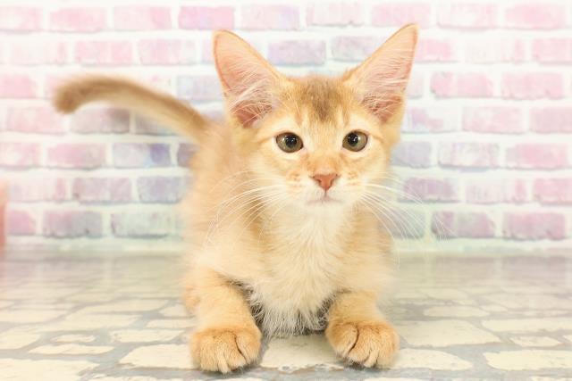 埼玉県のソマリ (Coo&RIKUアニマルケアセンター大宮/2025年8月10日生まれ/男の子/レッド)の子猫の1枚目の画像