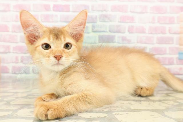 埼玉県のソマリ (Coo&RIKUアニマルケアセンター大宮/2025年8月10日生まれ/男の子/レッド)の子猫の2枚目の画像