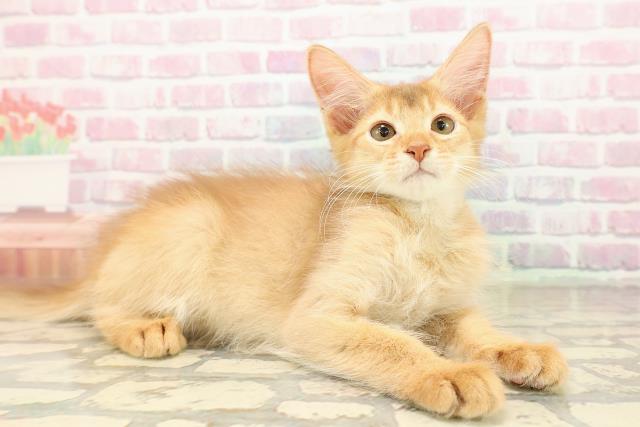 埼玉県のソマリ (Coo&RIKUアニマルケアセンター大宮/2025年8月10日生まれ/男の子/レッド)の子猫の3枚目の画像