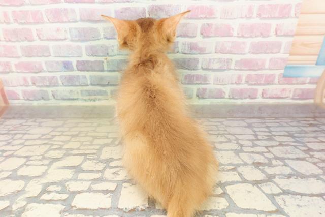 埼玉県のソマリ (Coo&RIKUアニマルケアセンター大宮/2025年8月10日生まれ/男の子/レッド)の子猫の4枚目の画像