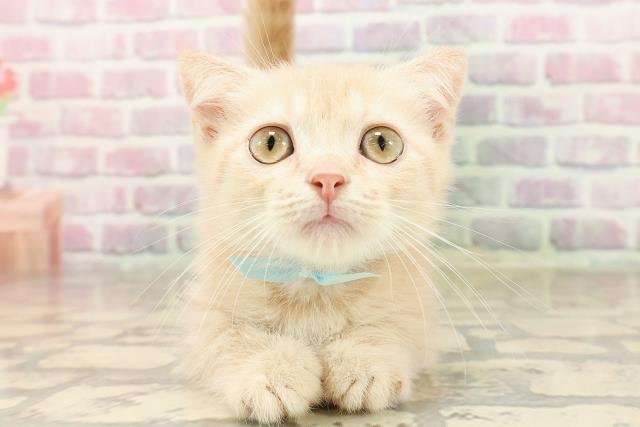 北海道のミヌエット (Coo&RIKU函館店/2025年8月4日生まれ/男の子/クリームタビー)の子猫
