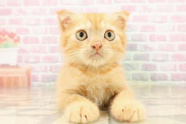 青森県のミヌエット (Coo&RIKU青森店/2025年8月4日生まれ/男の子/レッドタビー)の子猫の1枚目の画像