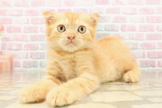 青森県のミヌエット (Coo&RIKU青森店/2025年8月4日生まれ/男の子/レッドタビー)の子猫の2枚目の画像
