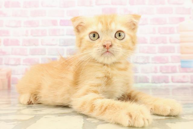 青森県のミヌエット (Coo&RIKU青森店/2025年8月4日生まれ/男の子/レッドタビー)の子猫の3枚目の画像