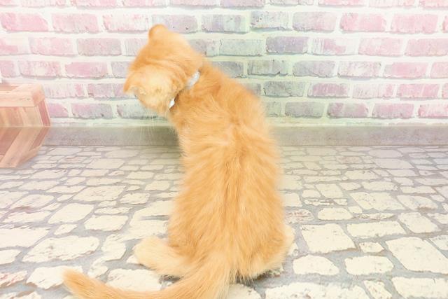 青森県のミヌエット (Coo&RIKU青森店/2025年8月4日生まれ/男の子/レッドタビー)の子猫の4枚目の画像