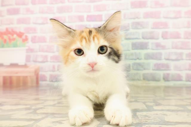 栃木県のノルウェージャンフォレストキャット (Coo&RIKUFKDインターパーク店/2025年8月7日生まれ/女の子/キャリコ)の子猫の1枚目の画像