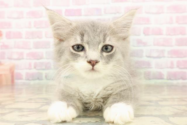 北海道のラガマフィン (Coo&RIKU旭川店/2025年8月5日生まれ/男の子/ブルータビーホワイト)の子猫