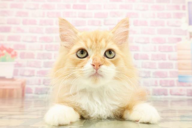 埼玉県のラガマフィン (Coo&RIKUアニマルケアセンター大宮/2025年8月5日生まれ/男の子/レッドタビーホワイト)の子猫