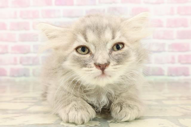 栃木県のサイベリアン (Coo&RIKUFKDインターパーク店/2025年8月6日生まれ/男の子/ブルータビー)の子猫の1枚目の画像