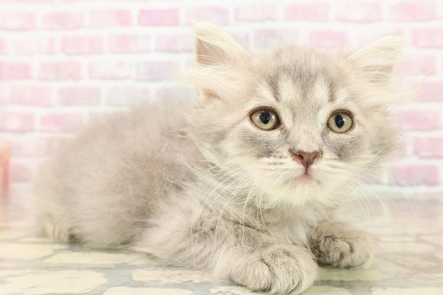 栃木県のサイベリアン (Coo&RIKUFKDインターパーク店/2025年8月6日生まれ/男の子/ブルータビー)の子猫の3枚目の画像