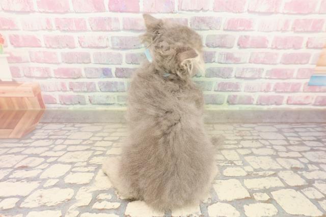 栃木県のサイベリアン (Coo&RIKUFKDインターパーク店/2025年8月6日生まれ/男の子/ブルータビー)の子猫の4枚目の画像