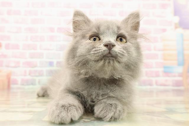 茨城県のサイベリアン (Coo&RIKU筑西店/2025年8月6日生まれ/女の子/ブルー)の子猫の1枚目の画像