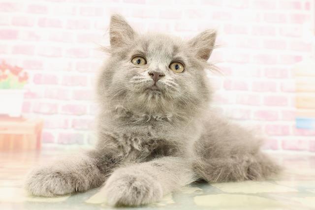 茨城県のサイベリアン (Coo&RIKU筑西店/2025年8月6日生まれ/女の子/ブルー)の子猫の2枚目の画像