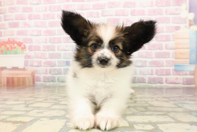 東京都のパピヨン (Coo&RIKU八王子西店/2025年8月17日生まれ/男の子/ホワイトブラウン)の子犬