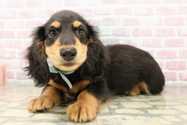 北海道のカニンヘンダックスフンド(ロング) (Coo&RIKU札幌東店/2025年8月12日生まれ/男の子/ブラックタン)の子犬の2枚目の画像