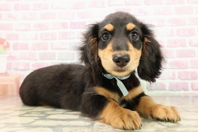 北海道のカニンヘンダックスフンド(ロング) (Coo&RIKU札幌東店/2025年8月12日生まれ/男の子/ブラックタン)の子犬の3枚目の画像