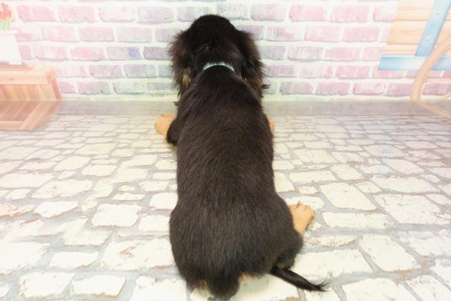 北海道のカニンヘンダックスフンド(ロング) (Coo&RIKU札幌東店/2025年8月12日生まれ/男の子/ブラックタン)の子犬の4枚目の画像