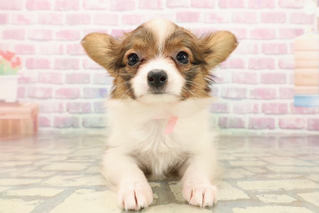 栃木県のパピヨン (Coo&RIKU宇都宮店/2025年8月15日生まれ/女の子/ホワイトブラウン)の子犬の1枚目の画像