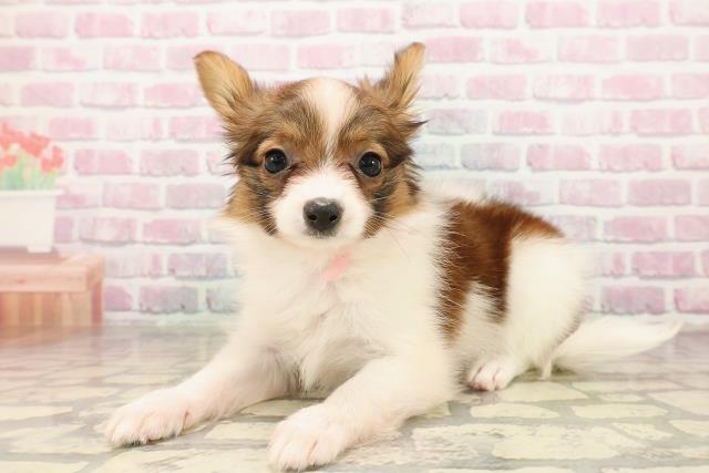 栃木県のパピヨン (Coo&RIKU宇都宮店/2025年8月15日生まれ/女の子/ホワイトブラウン)の子犬の2枚目の画像