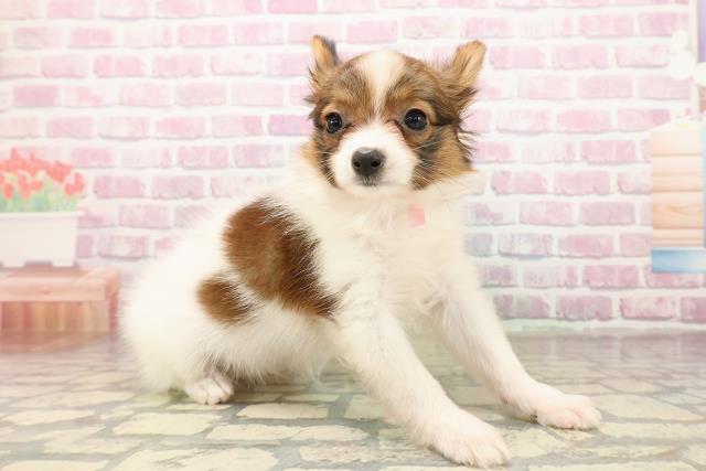 栃木県のパピヨン (Coo&RIKU宇都宮店/2025年8月15日生まれ/女の子/ホワイトブラウン)の子犬の3枚目の画像