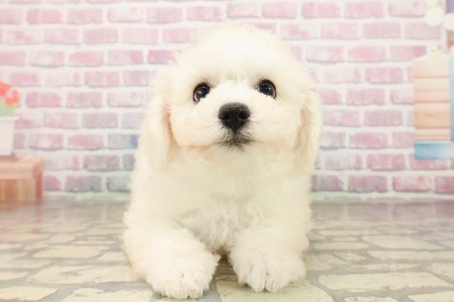群馬県のビションフリーゼ (Coo&RIKUDCM館林店/2025年8月15日生まれ/男の子/ホワイト)の子犬