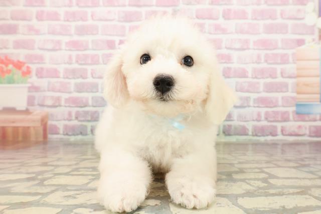 栃木県のビションフリーゼ (Coo&RIKUイオンタウン佐野店/2025年8月15日生まれ/男の子/ホワイト)の子犬の1枚目の画像