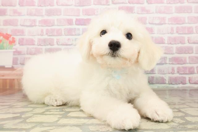 栃木県のビションフリーゼ (Coo&RIKUイオンタウン佐野店/2025年8月15日生まれ/男の子/ホワイト)の子犬の3枚目の画像