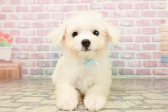 神奈川県のビションフリーゼ (Coo&RIKU藤沢店/2025年8月15日生まれ/男の子/ホワイト)の子犬の1枚目の画像