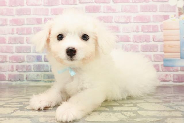 神奈川県のビションフリーゼ (Coo&RIKU藤沢店/2025年8月15日生まれ/男の子/ホワイト)の子犬の2枚目の画像