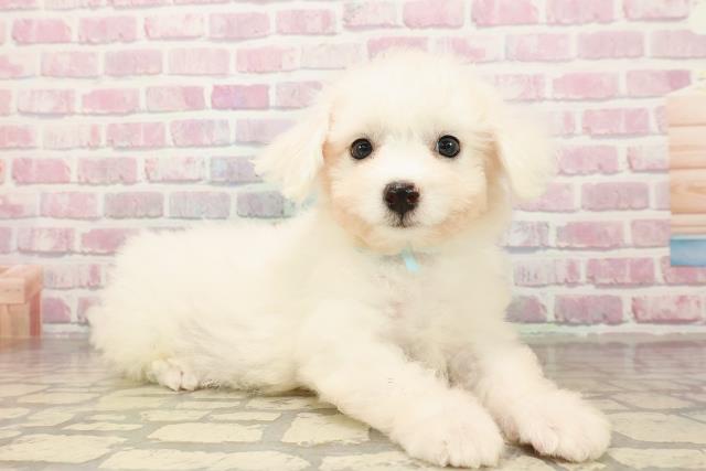 神奈川県のビションフリーゼ (Coo&RIKU藤沢店/2025年8月15日生まれ/男の子/ホワイト)の子犬の3枚目の画像