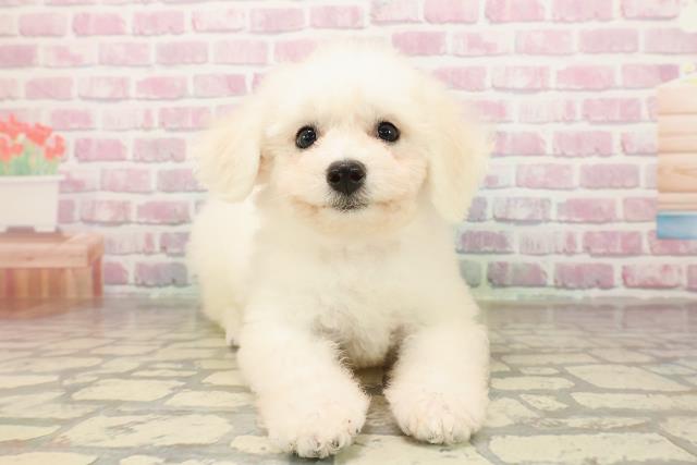 新潟県のビションフリーゼ (Coo&RIKU長岡店/2025年8月15日生まれ/女の子/ホワイト)の子犬