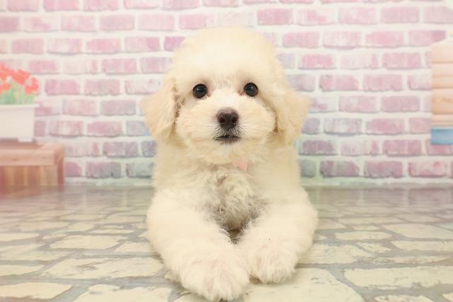 茨城県のトイプードル(トイ) (Coo&RIKUコメリパワーつくば西店/2025年8月16日生まれ/女の子/クリーム)の子犬の1枚目の画像