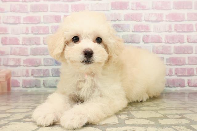 茨城県のトイプードル(トイ) (Coo&RIKUコメリパワーつくば西店/2025年8月16日生まれ/女の子/クリーム)の子犬の2枚目の画像