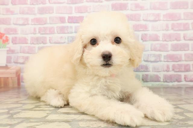 茨城県のトイプードル(トイ) (Coo&RIKUコメリパワーつくば西店/2025年8月16日生まれ/女の子/クリーム)の子犬の3枚目の画像