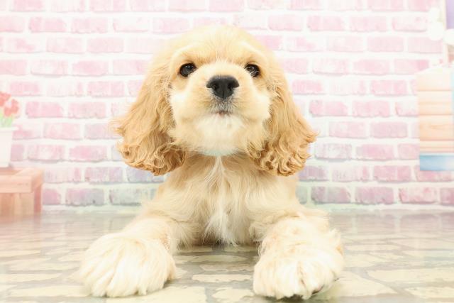 埼玉県のアメリカンコッカースパニエル (Coo&RIKU桶川店/2025年8月5日生まれ/男の子/バフ)の子犬の1枚目の画像