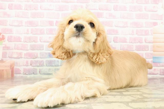 埼玉県のアメリカンコッカースパニエル (Coo&RIKU桶川店/2025年8月5日生まれ/男の子/バフ)の子犬の2枚目の画像