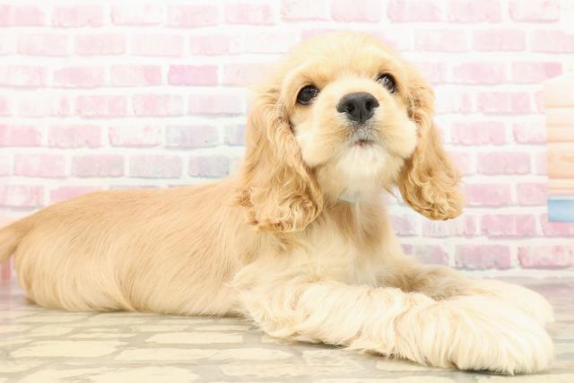 埼玉県のアメリカンコッカースパニエル (Coo&RIKU桶川店/2025年8月5日生まれ/男の子/バフ)の子犬の3枚目の画像