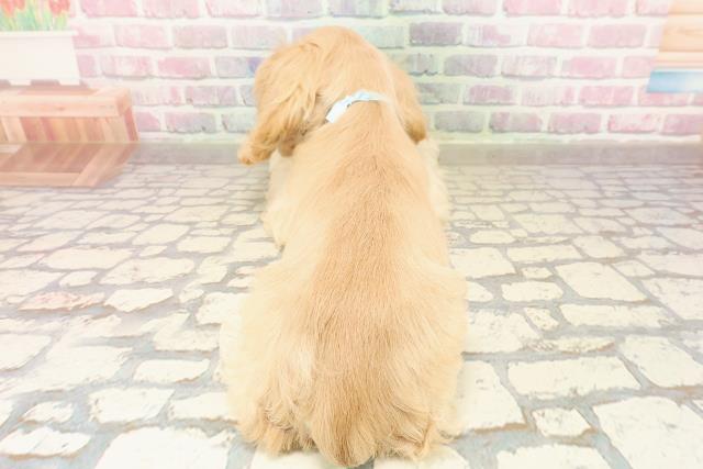 埼玉県のアメリカンコッカースパニエル (Coo&RIKU桶川店/2025年8月5日生まれ/男の子/バフ)の子犬の4枚目の画像
