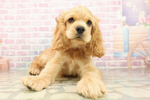 埼玉県のアメリカンコッカースパニエル (Coo&RIKU岩槻店/2025年8月5日生まれ/男の子/バフ)の子犬の1枚目の画像