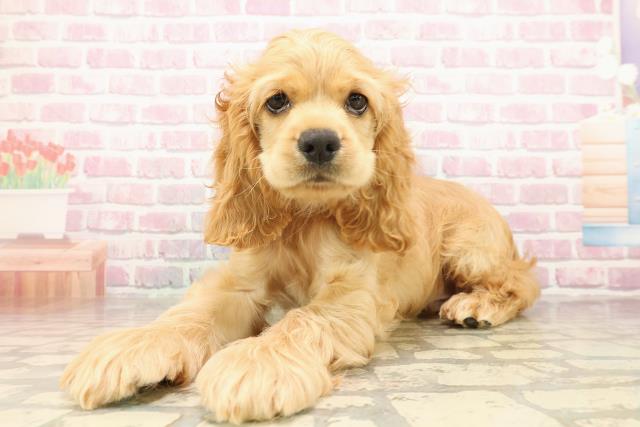 埼玉県のアメリカンコッカースパニエル (Coo&RIKU岩槻店/2025年8月5日生まれ/男の子/バフ)の子犬の2枚目の画像
