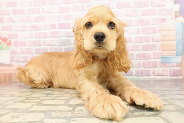 埼玉県のアメリカンコッカースパニエル (Coo&RIKU岩槻店/2025年8月5日生まれ/男の子/バフ)の子犬の3枚目の画像