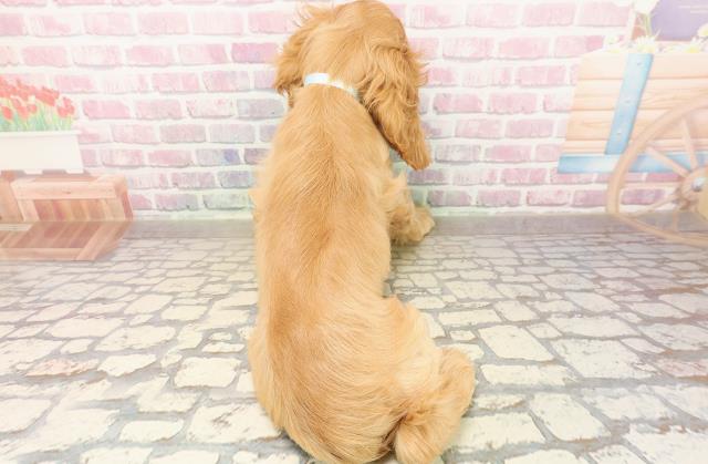 埼玉県のアメリカンコッカースパニエル (Coo&RIKU岩槻店/2025年8月5日生まれ/男の子/バフ)の子犬の4枚目の画像